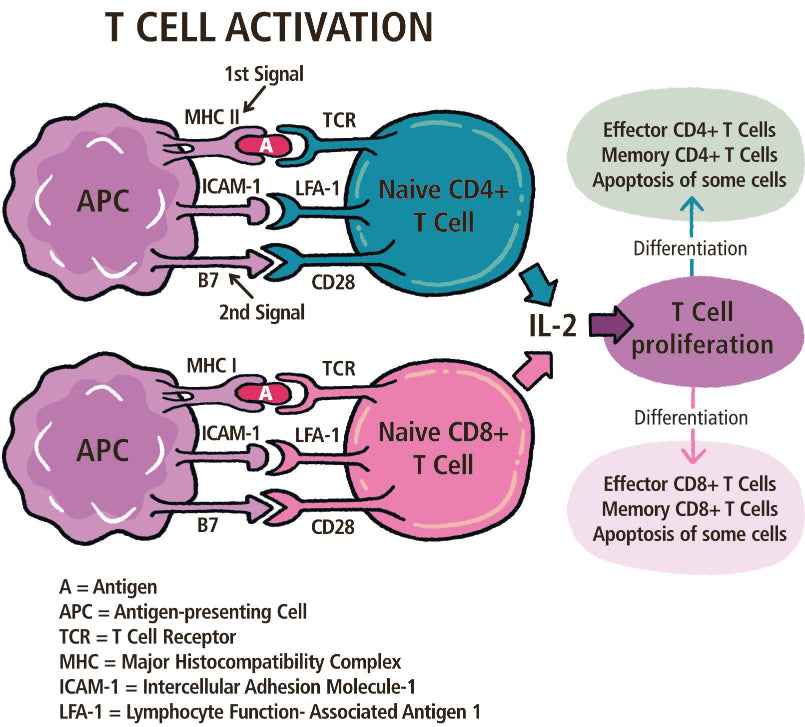 Immunology Made Ridiculously Simple