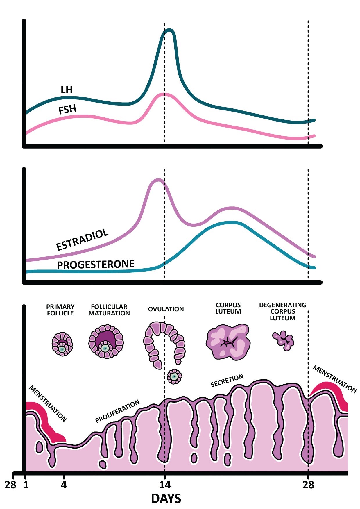 Clinical Pathophysiology Made Ridiculously Simple