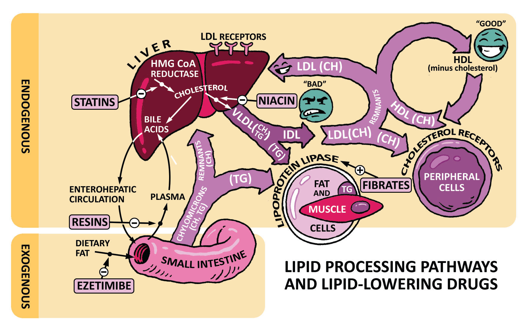 Clinical Pathophysiology Made Ridiculously Simple