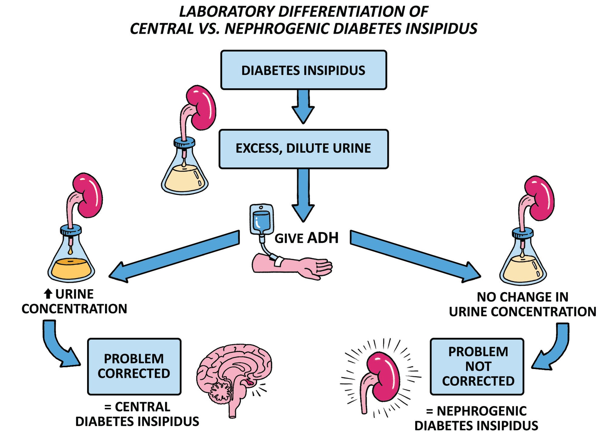 Clinical Pathophysiology Made Ridiculously Simple