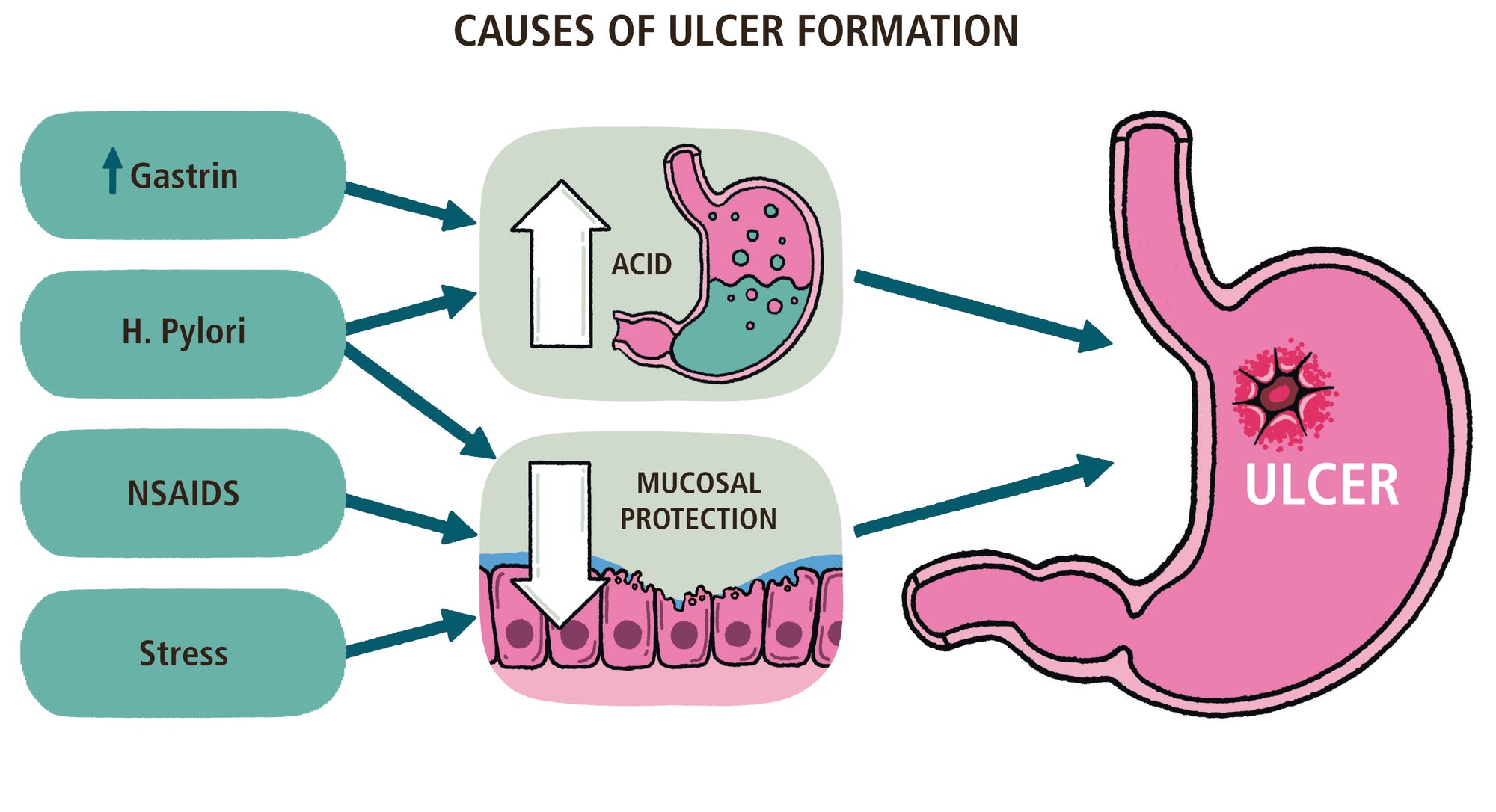 Clinical Pathophysiology Made Ridiculously Simple