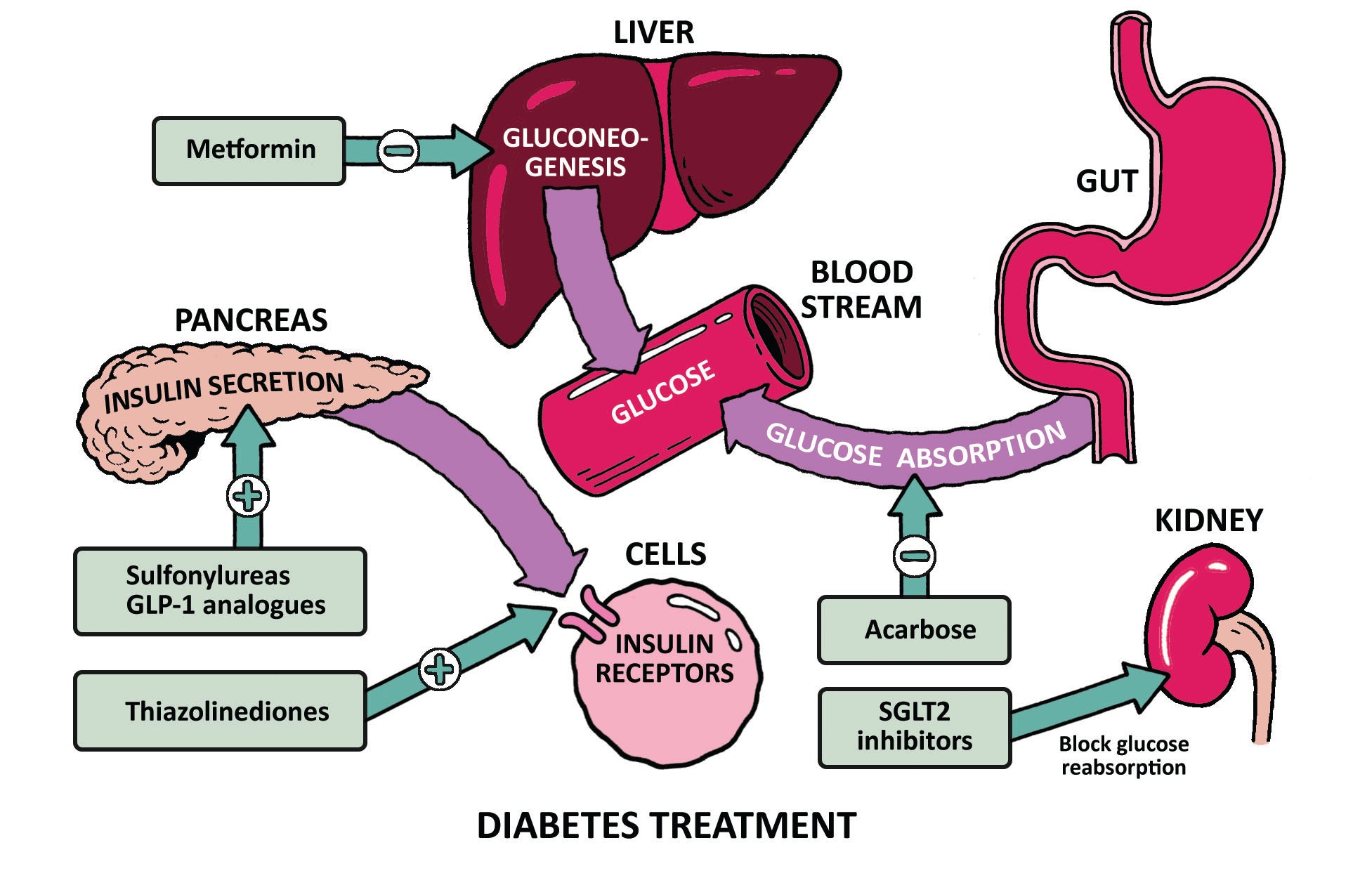 Clinical Pathophysiology Made Ridiculously Simple