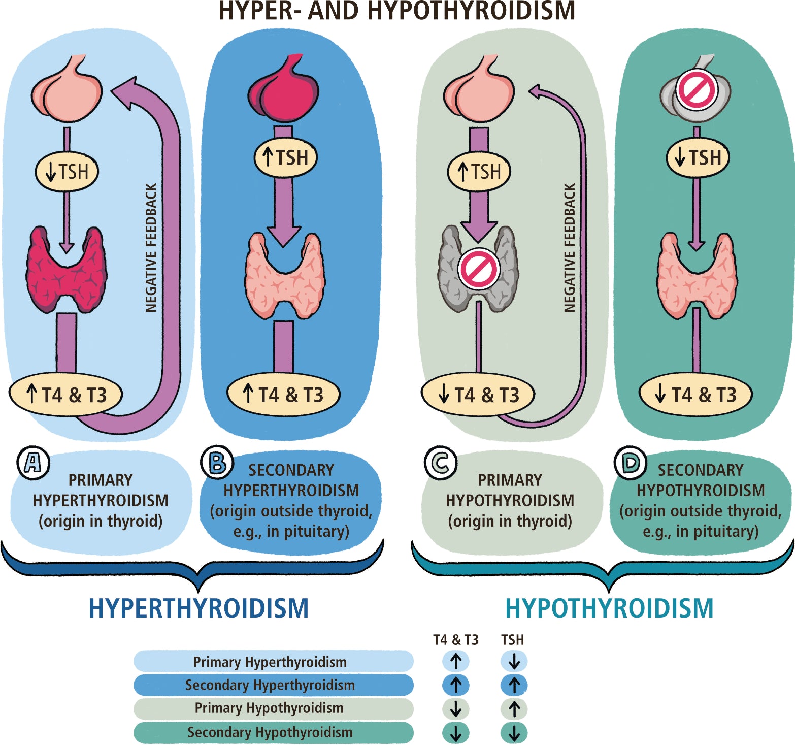 Clinical Pathophysiology Made Ridiculously Simple