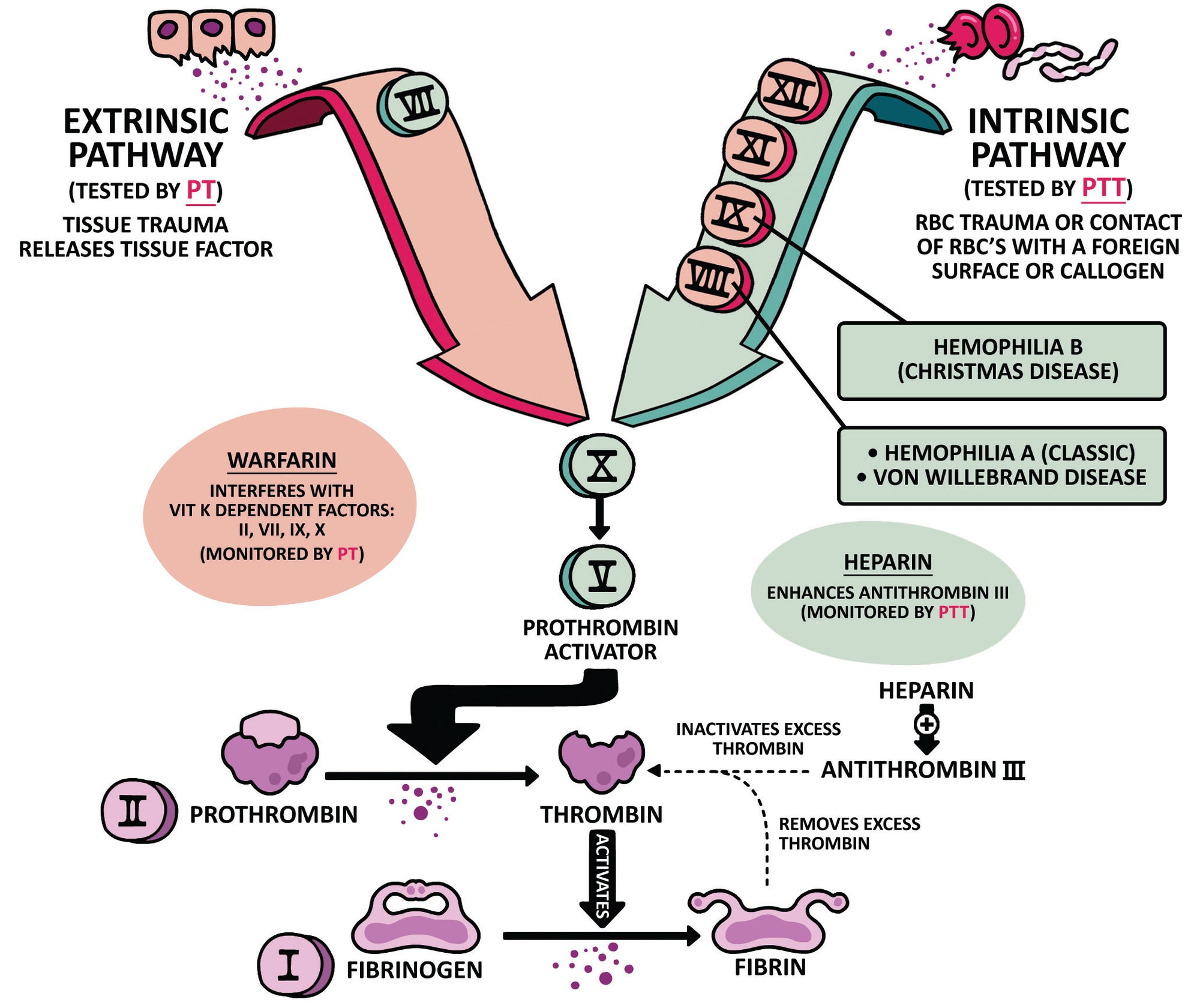 Clinical Pathophysiology Made Ridiculously Simple