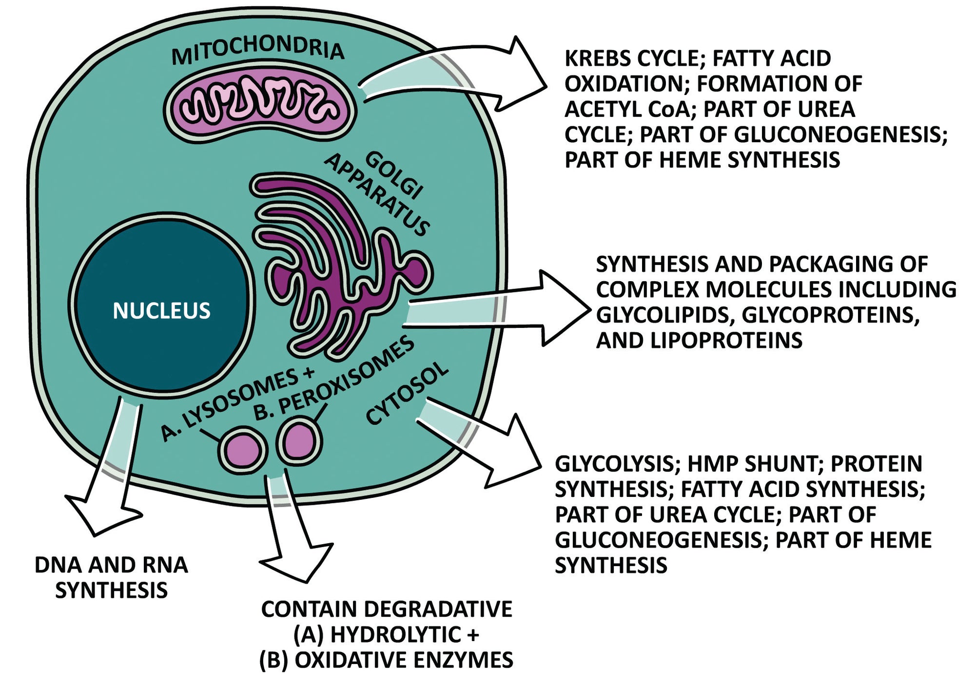 Clinical Biochemistry Made Ridiculously Simple