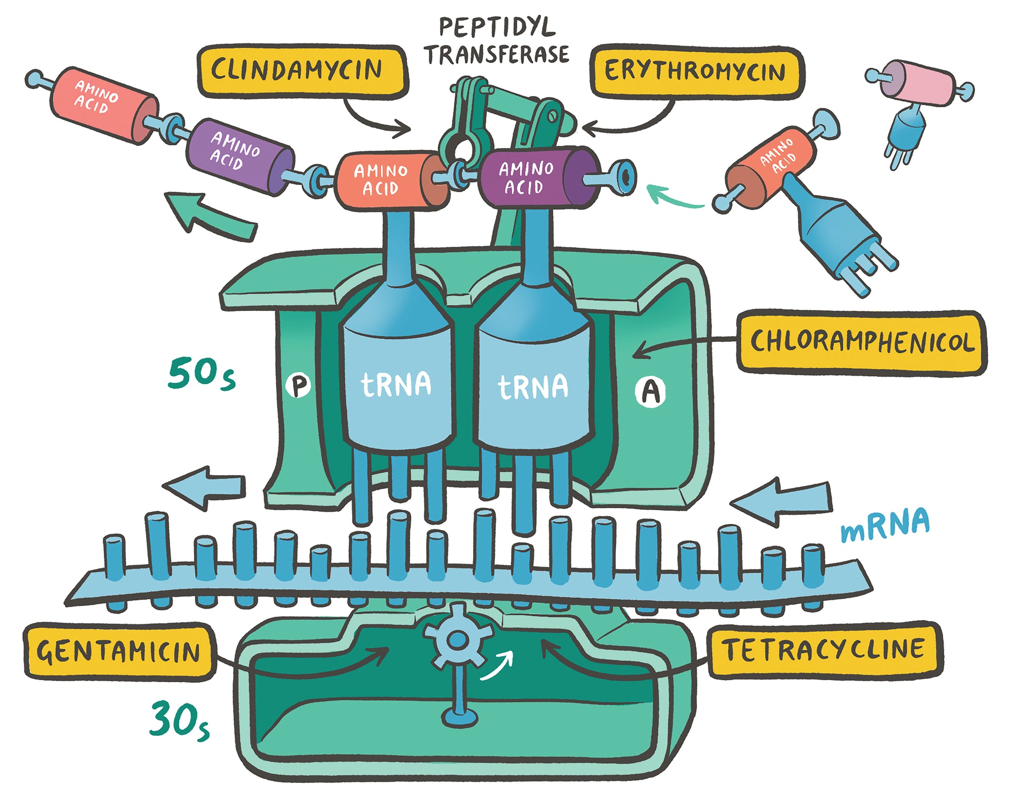 Clinical Pharmacology Made Ridiculously Simple: Color Edition