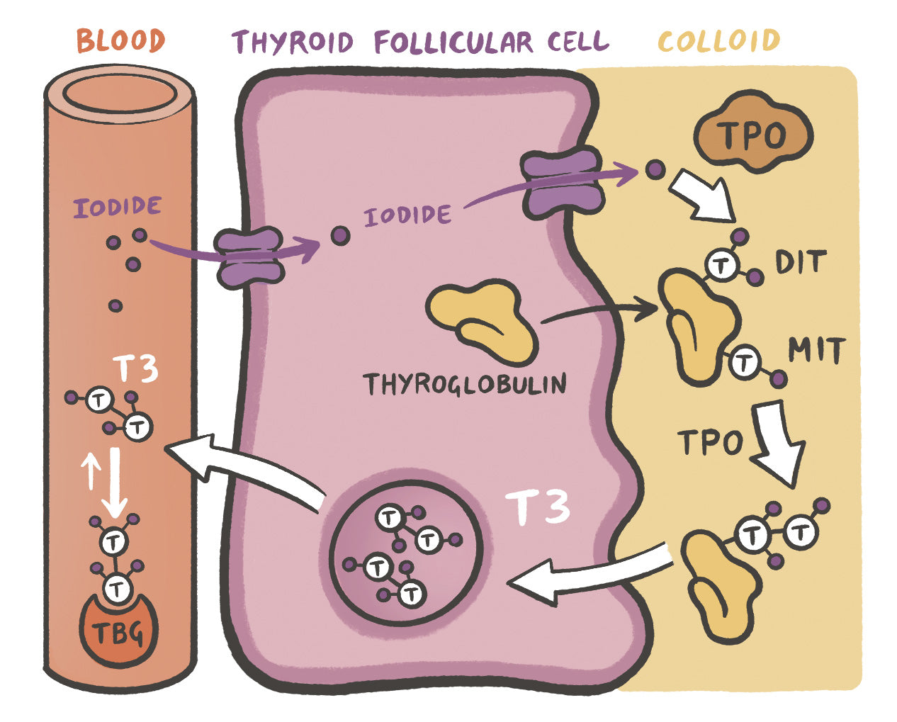 Clinical Pharmacology Made Ridiculously Simple: Color Edition