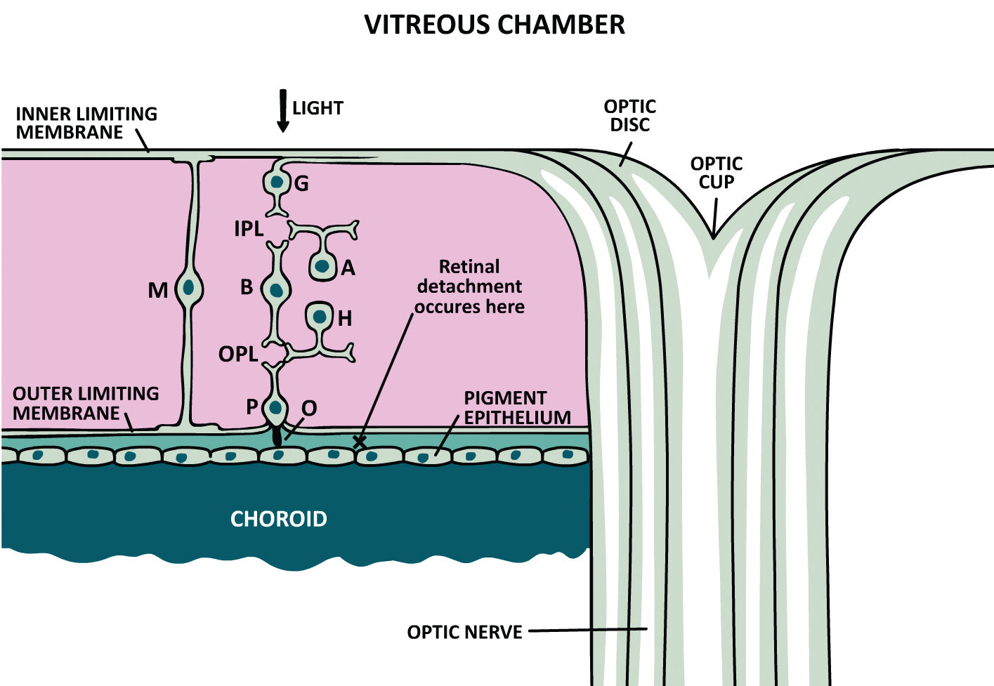 Ophthalmology Made Ridiculously Simple: Color Edition