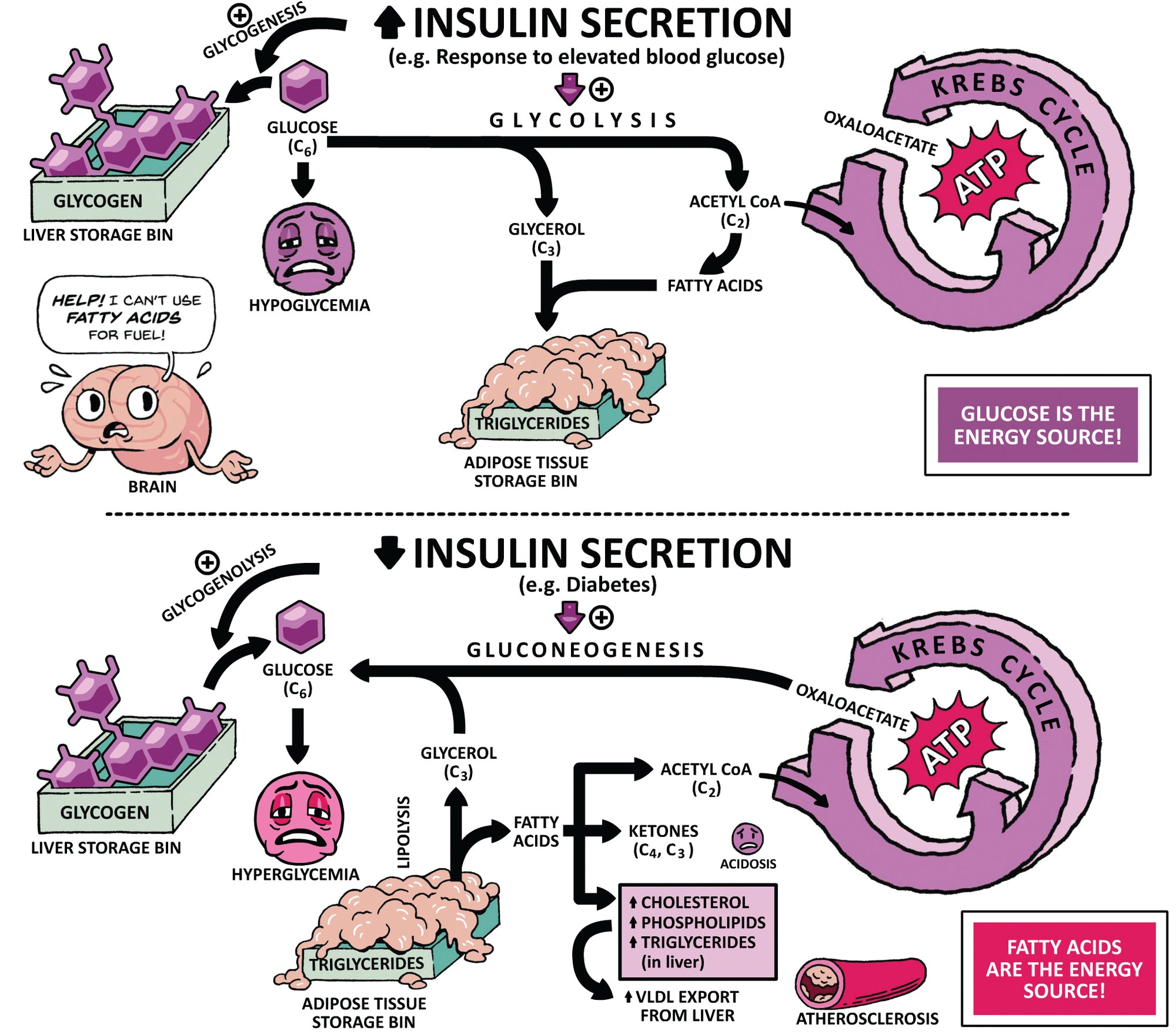 Endocrinology Made Ridiculously Simple