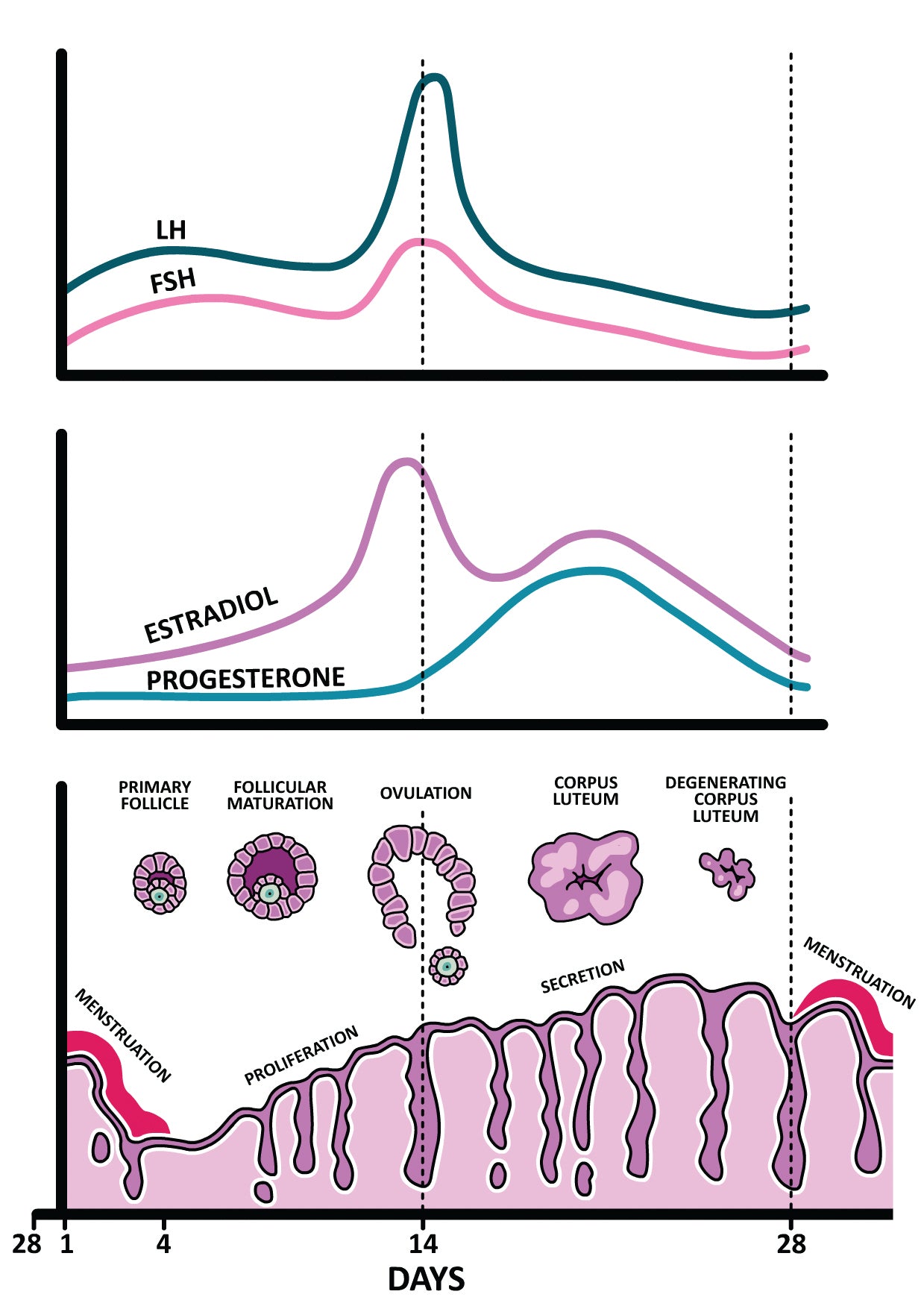 Endocrinology Made Ridiculously Simple