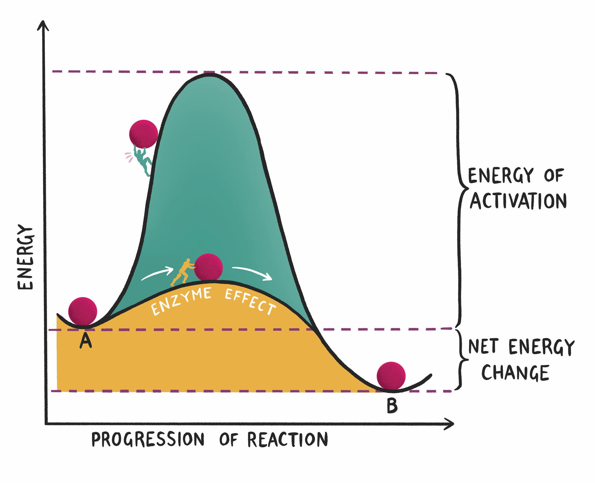 Clinical Biochemistry Made Ridiculously Simple