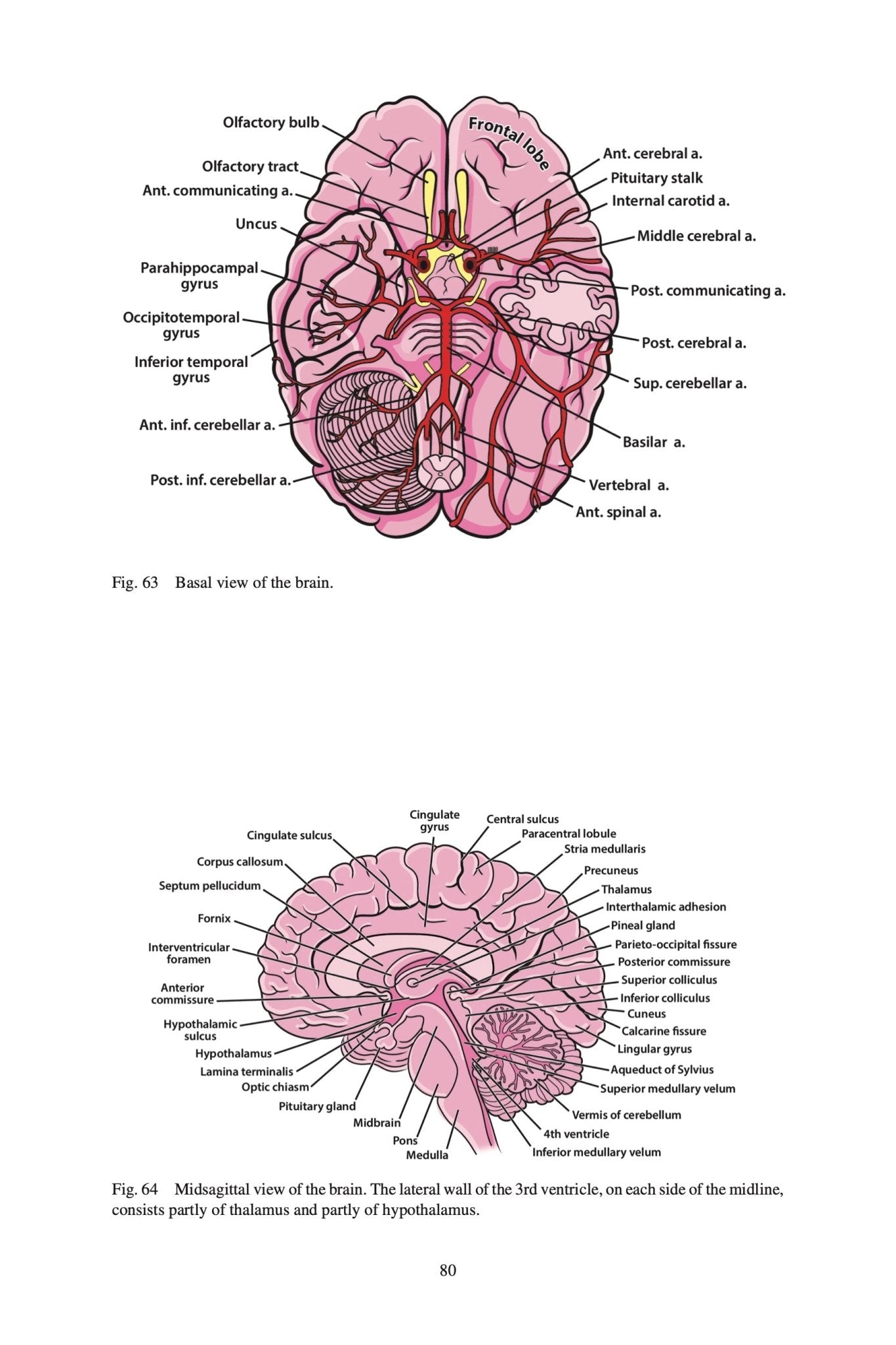 Clinical Neuroanatomy Made Ridiculously Simple - MedMaster