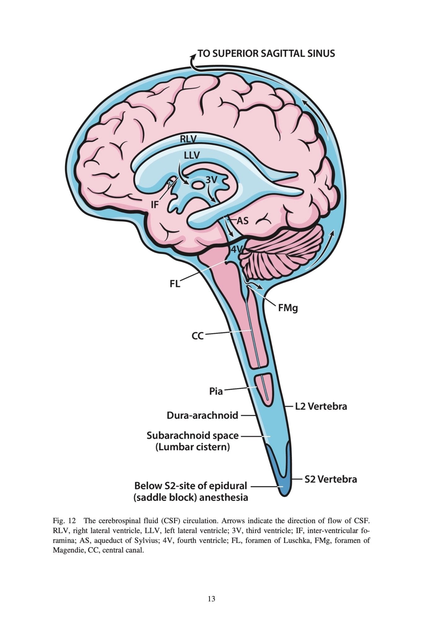 Clinical Neuroanatomy Made Ridiculously Simple - MedMaster