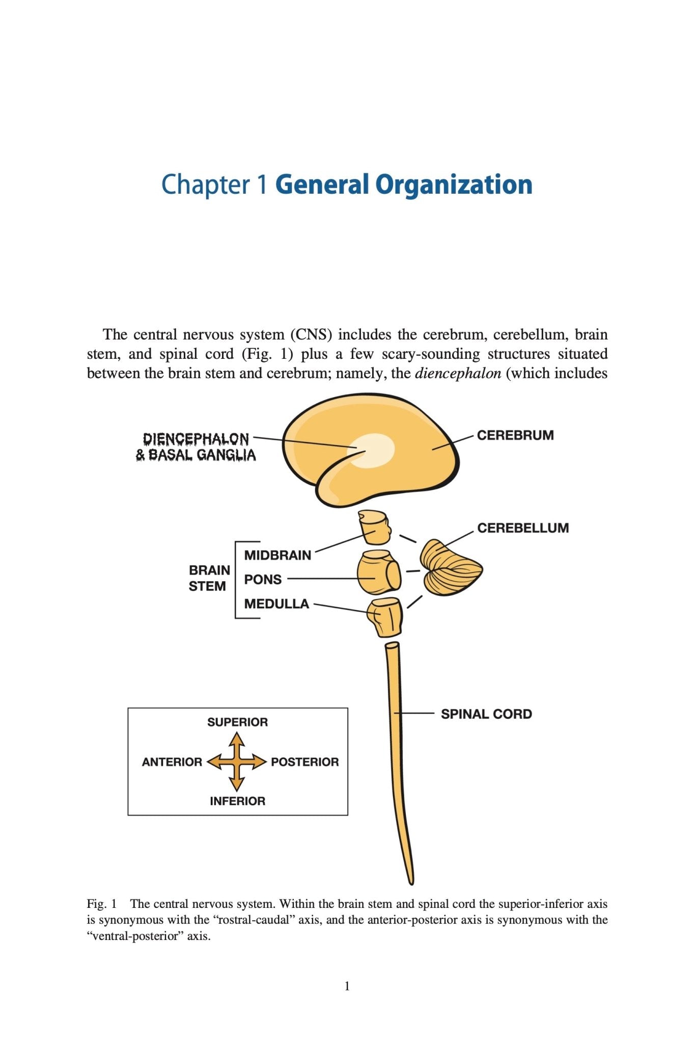 Clinical Neuroanatomy Made Ridiculously Simple - MedMaster