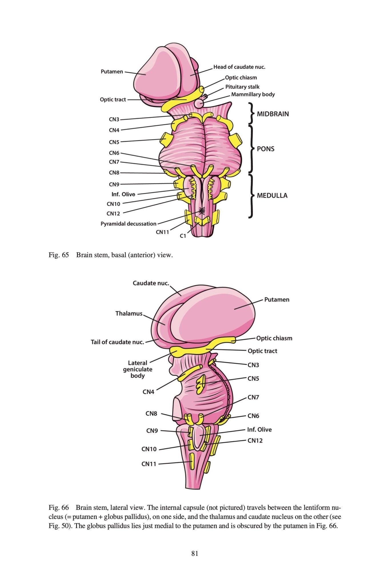 Clinical Neuroanatomy Made Ridiculously Simple - MedMaster