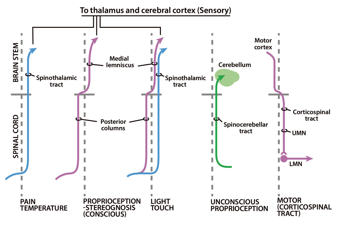 The Four-Minute Neurologic Exam