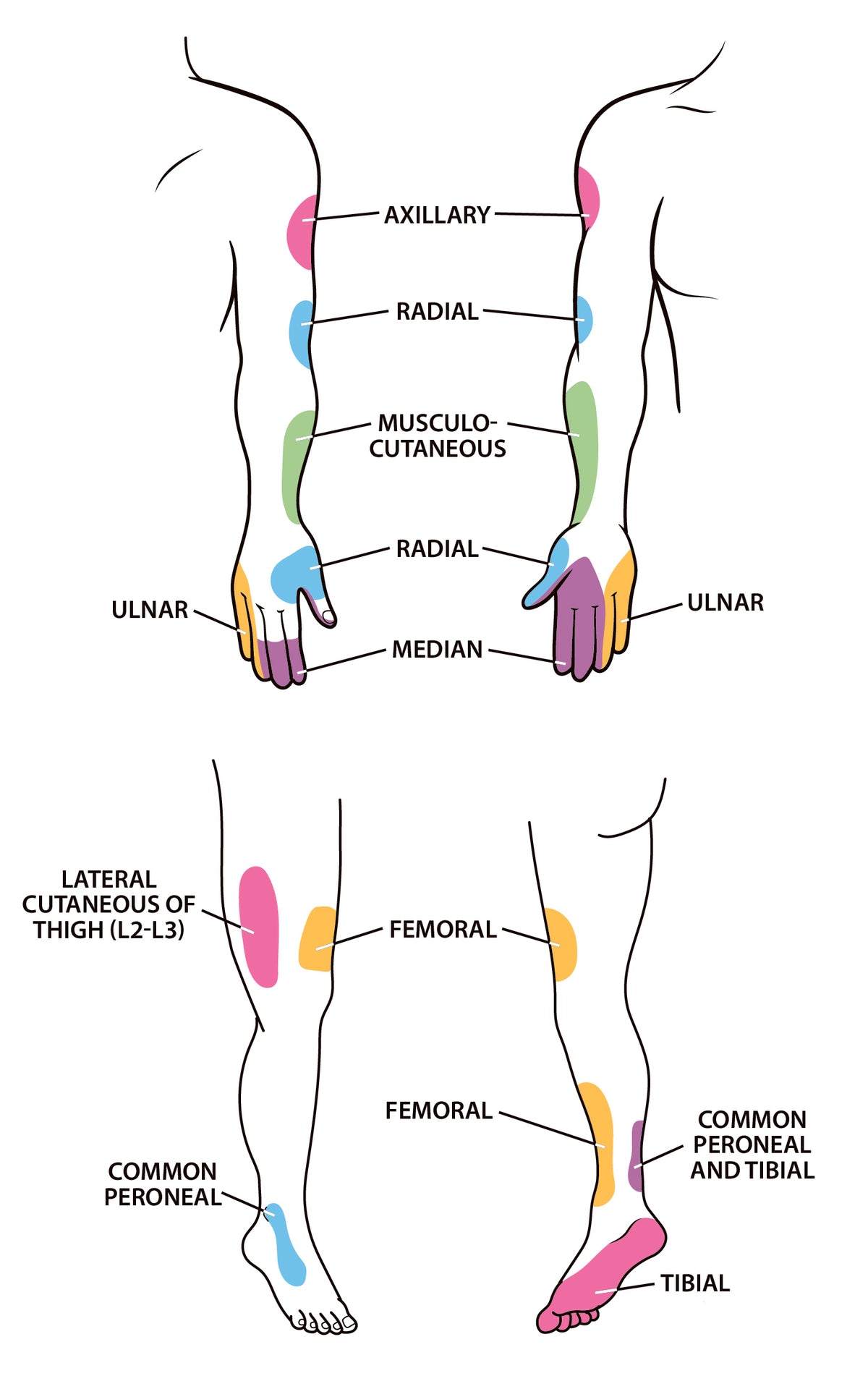 The Four-Minute Neurologic Exam