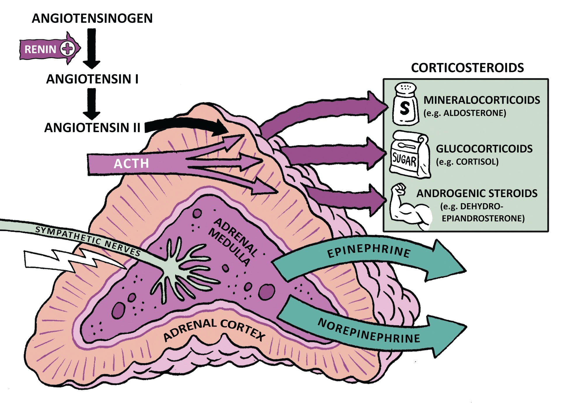 Endocrinology Made Ridiculously Simple