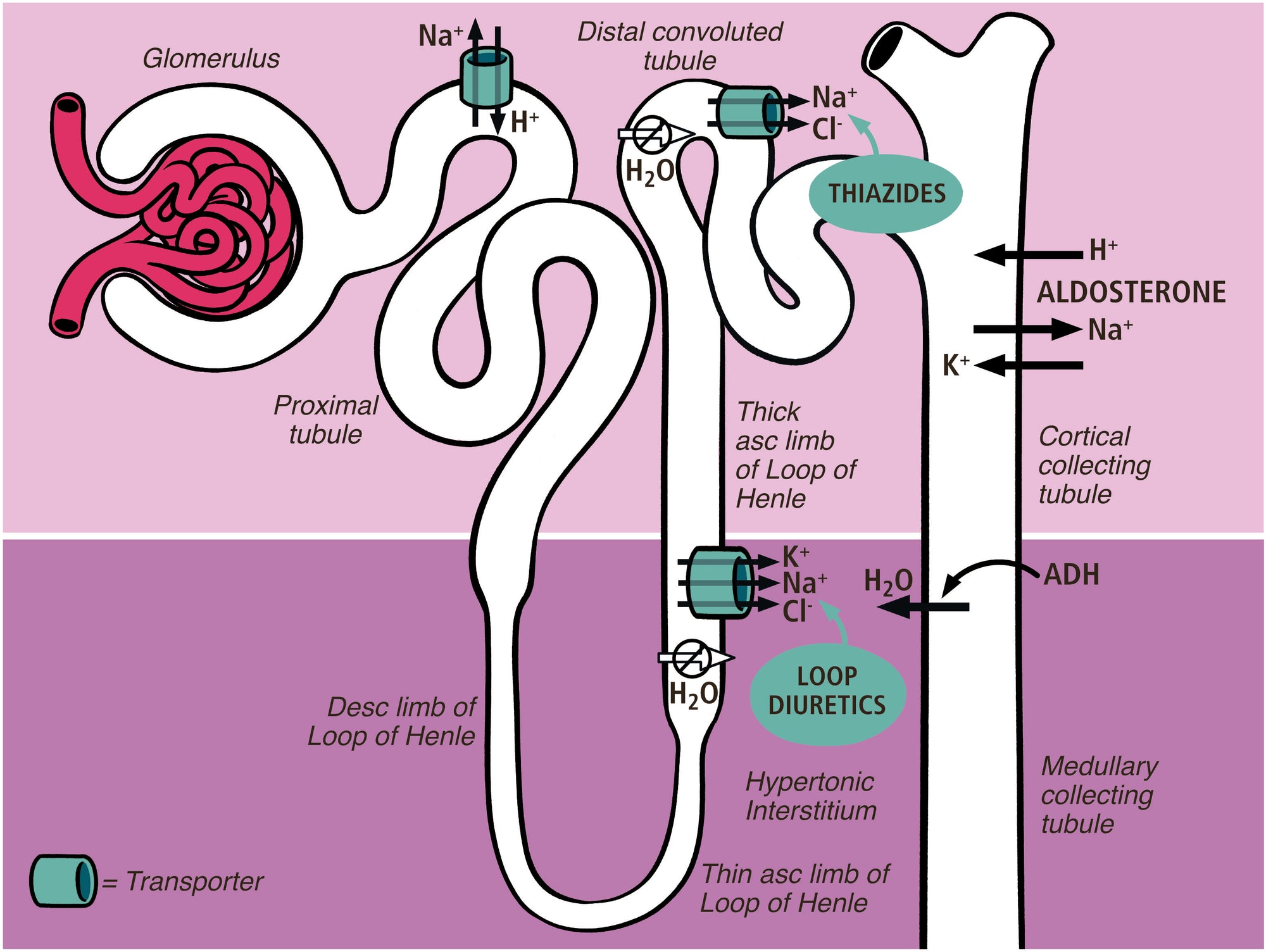 Acid-Base, Fluids, and Electrolytes Made Ridiculously Simple