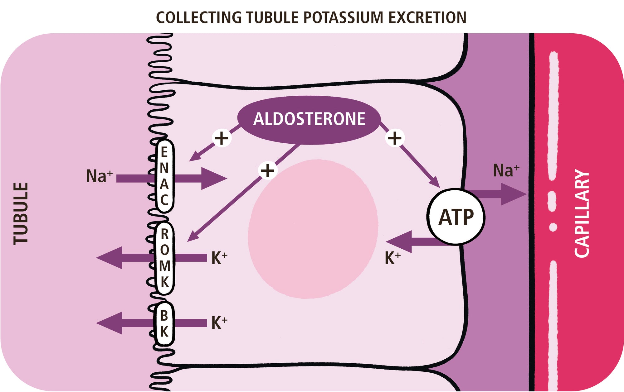 Acid-Base, Fluids, and Electrolytes Made Ridiculously Simple