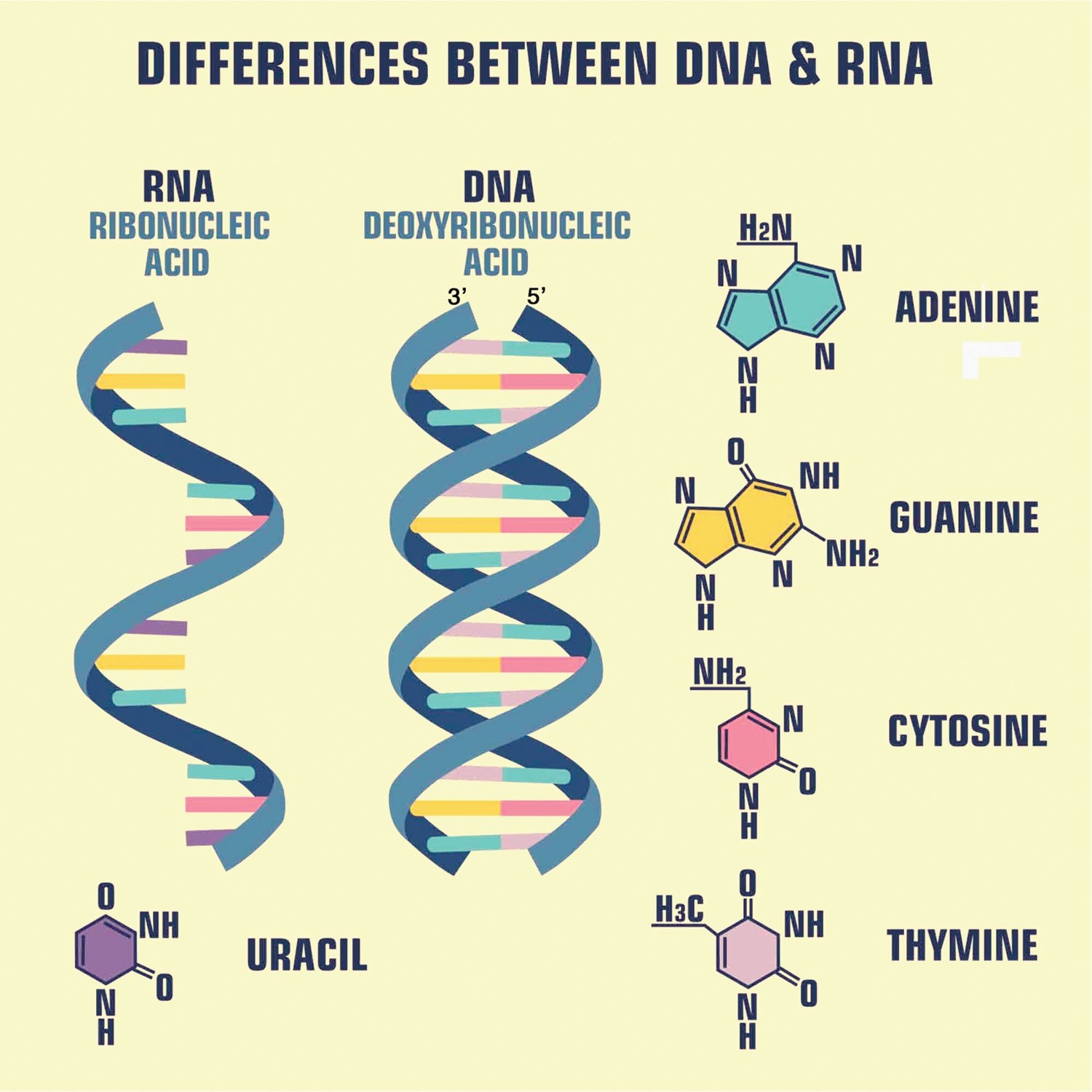 Clinical Genetics Made Ridiculously Simple