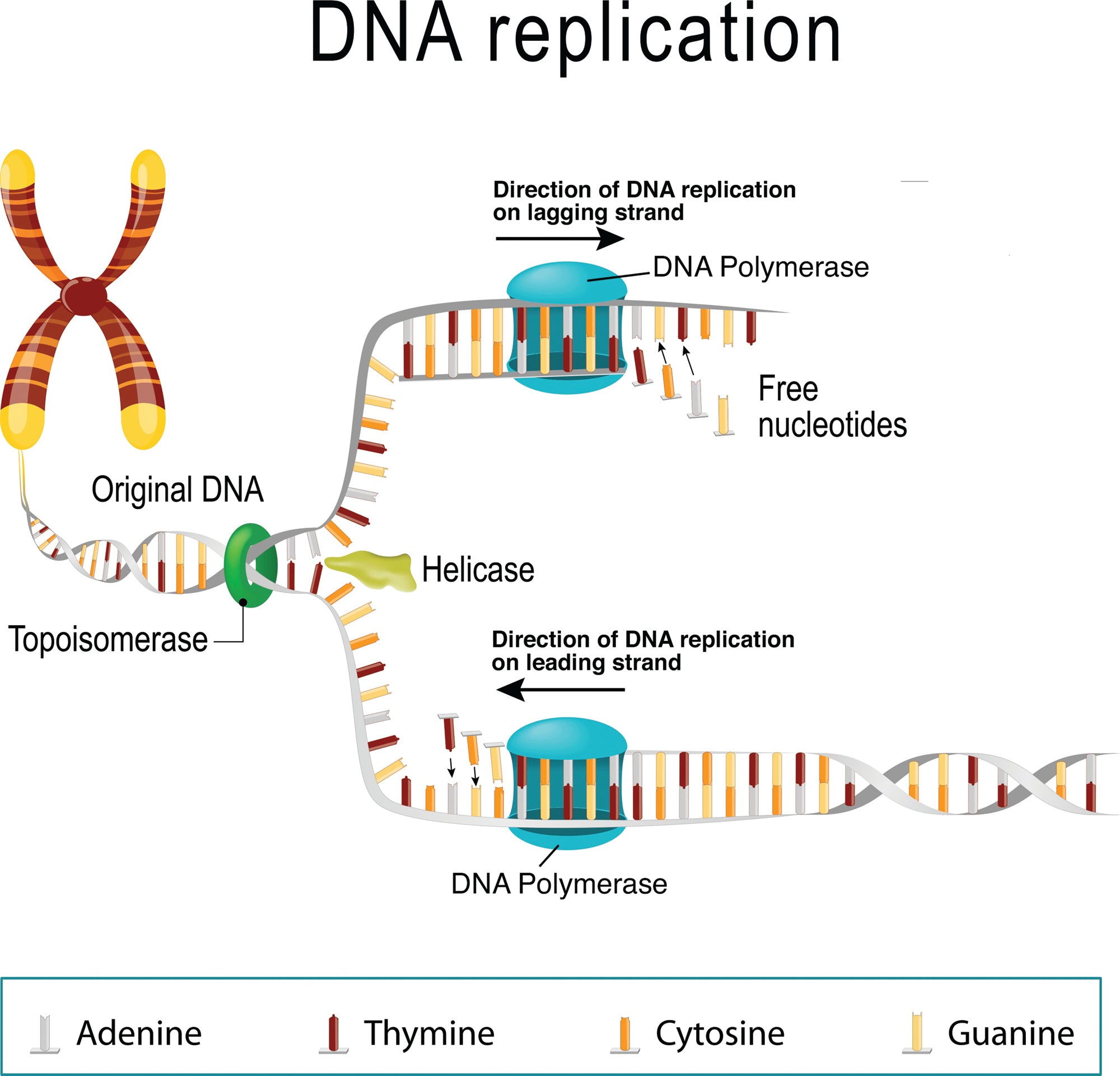 Clinical Genetics Made Ridiculously Simple