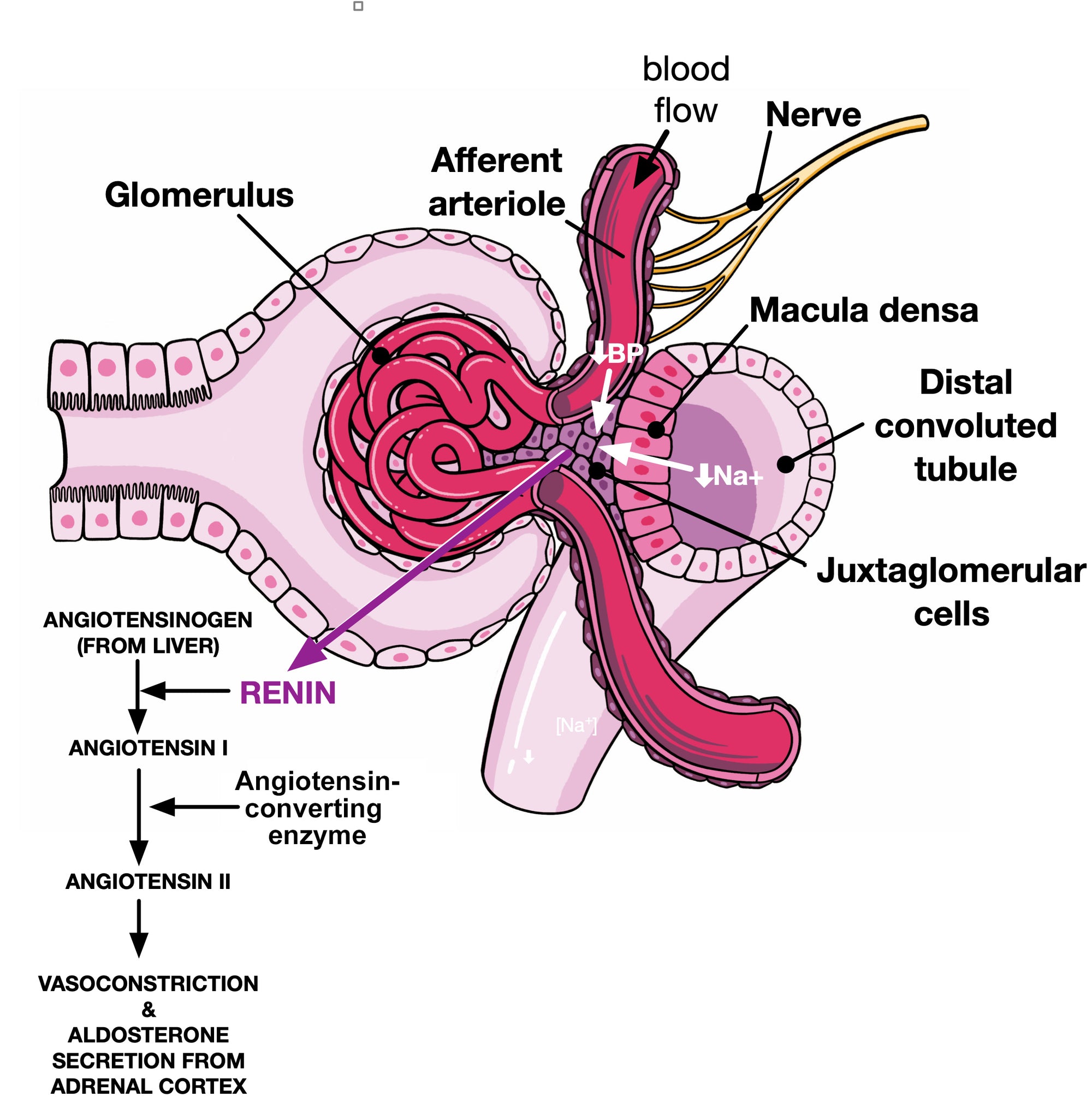 Acid-Base, Fluids, and Electrolytes Made Ridiculously Simple