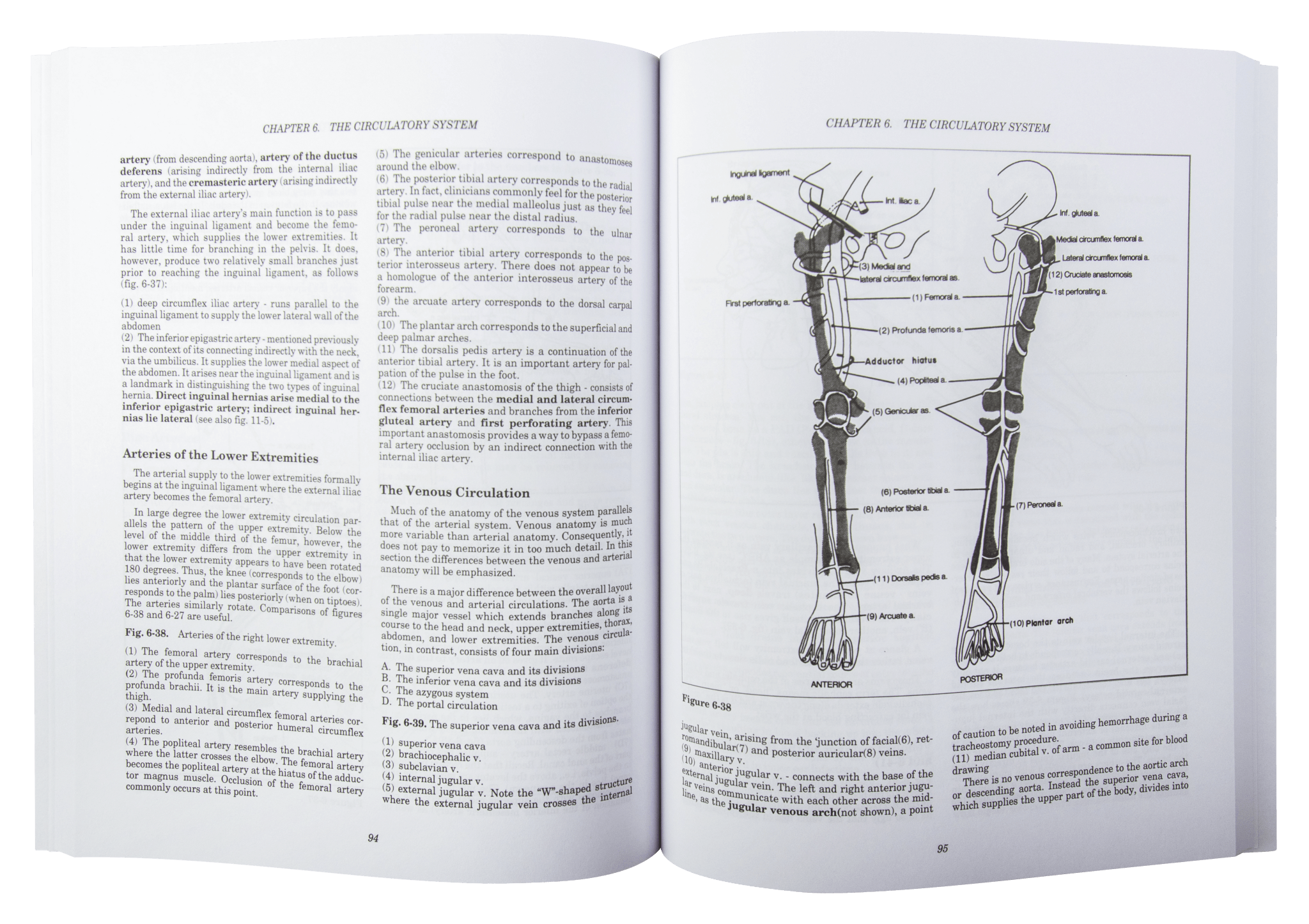 Anatomy Made Ridiculously Simple Clinical Anatomy Made Ridiculously