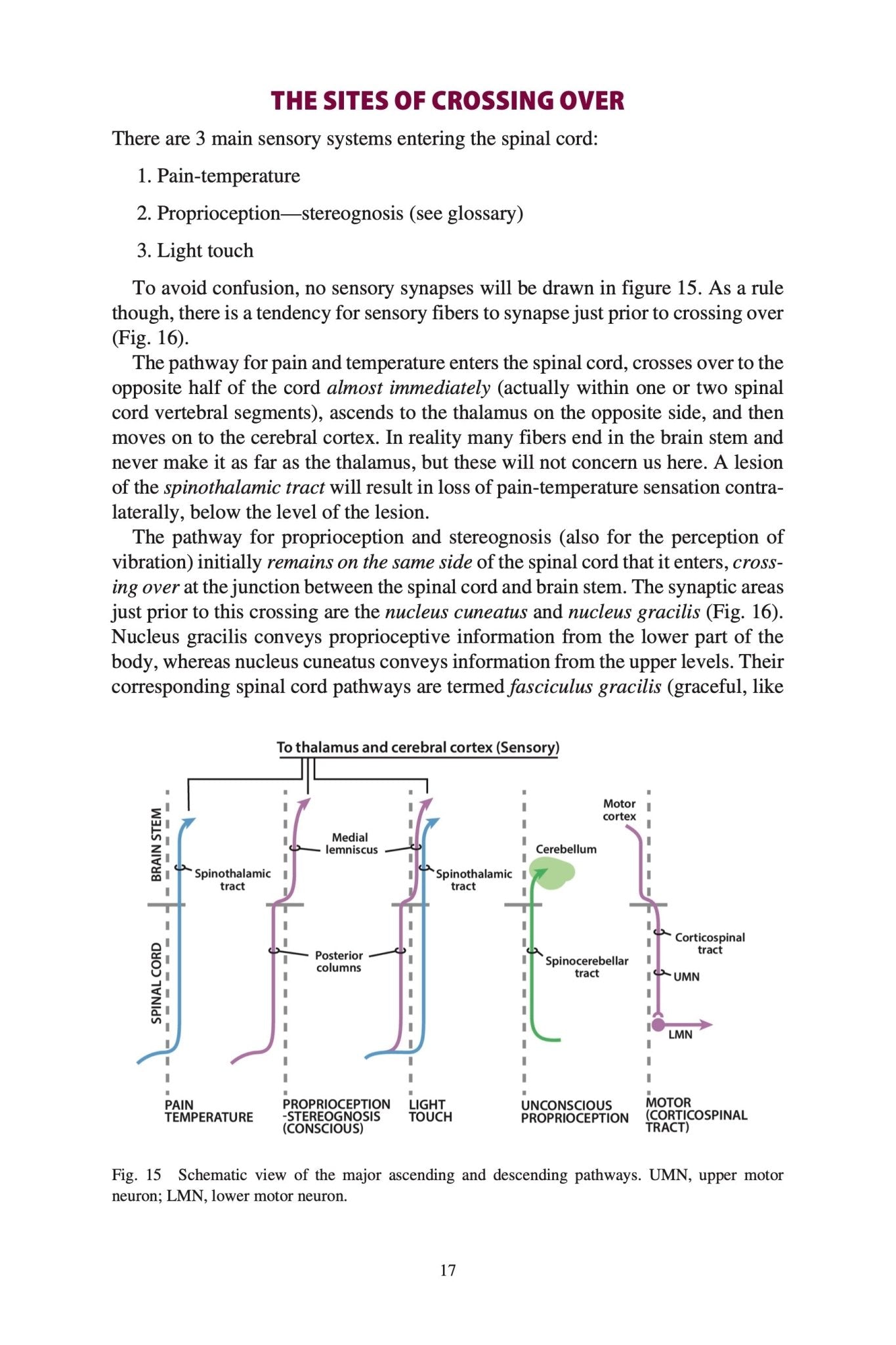Clinical Neuroanatomy Made Ridiculously Simple – MedMaster