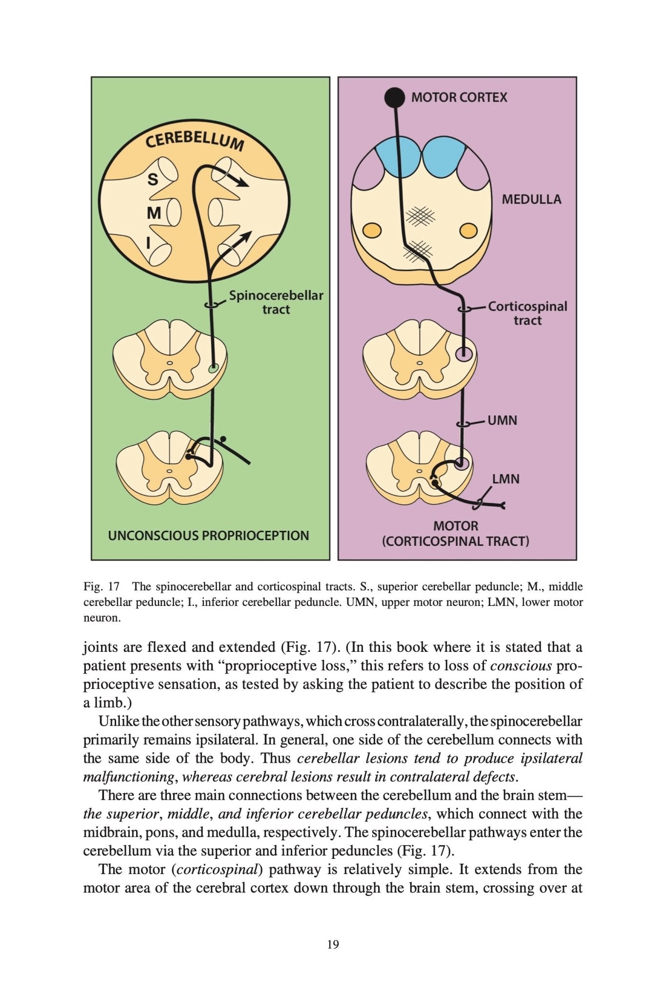 Clinical Neuroanatomy Made Ridiculously Simple – MedMaster