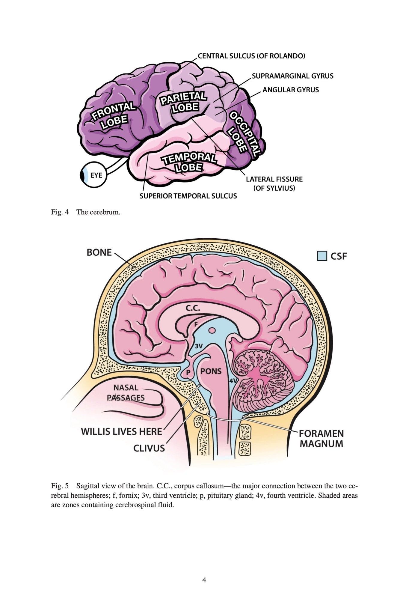 Neuroanatomy General Neuroanatomy | Basicmedical Key